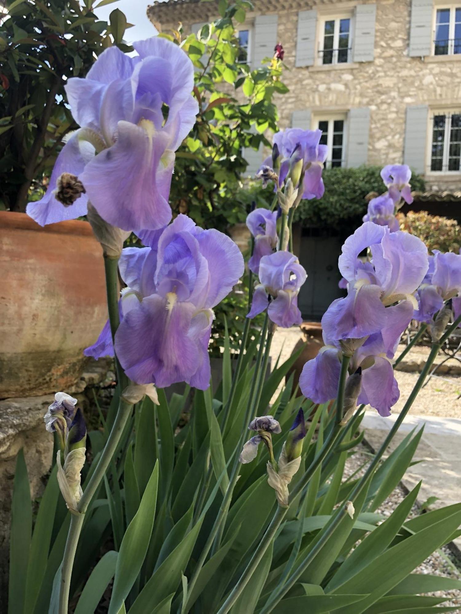 La Figuiere Fontaine De Vaucluse Bed & Breakfast ภายนอก รูปภาพ